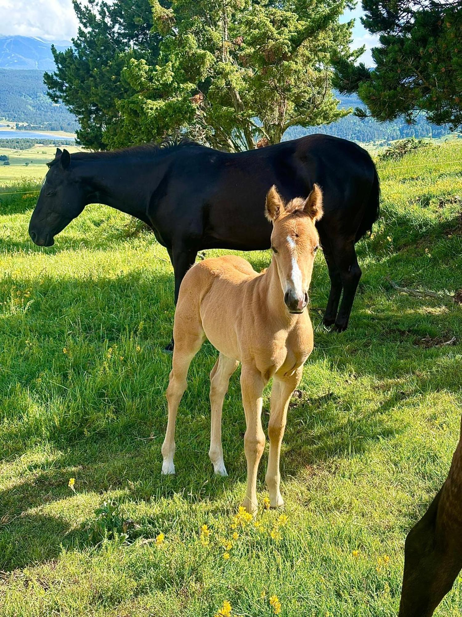 ليز أونجليه Gite Ranch Le Serpolet المظهر الخارجي الصورة